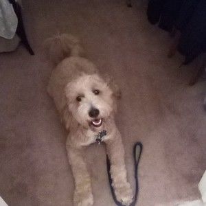 Meet your Posher, Hillary